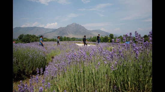 Villagers visit the lavender farm during the harvest season in Anantnag district of south Kashmir June 27, 2024. REUTERS/Sharafat Ali (REUTERS)